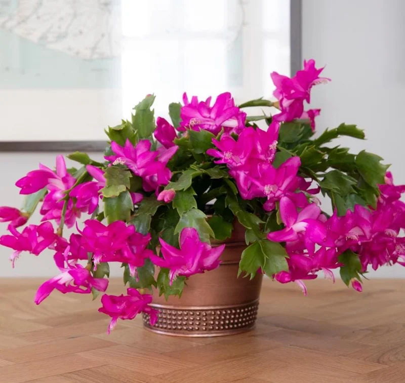 Pink Christmas Cactus Live Plant - 4-6 Inch Holiday Succulent in 3 Inch Pot, Indoor Pink Christmas Cactus Live Plant - 4-6 Inch Holiday Succulent in 3 Inch Pot, Indoor - Image 4