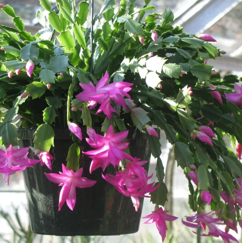 Pink Christmas Cactus Live Plant - 4-6 Inch Holiday Succulent in 3 Inch Pot, Indoor Pink Christmas Cactus Live Plant - 4-6 Inch Holiday Succulent in 3 Inch Pot, Indoor - Image 5