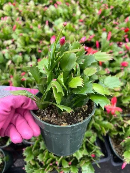Pink Christmas Cactus Live Plant - 4-6 Inch Holiday Succulent in 3 Inch Pot, Indoor Pink Christmas Cactus Live Plant - 4-6 Inch Holiday Succulent in 3 Inch Pot, Indoor - Image 6