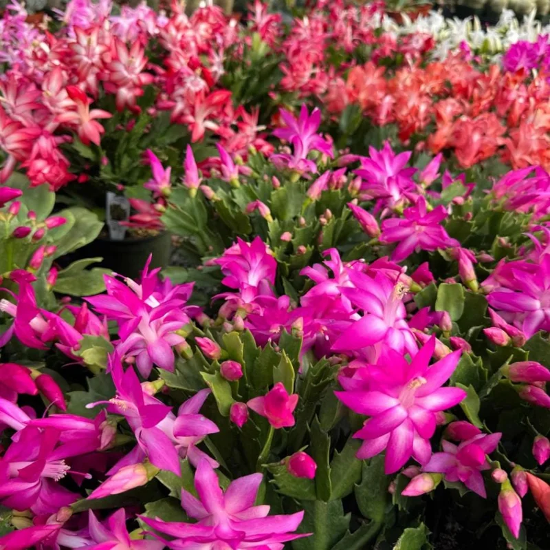 Pink Christmas Cactus Live Plant - 4-6 Inch Holiday Succulent in 3 Inch Pot, Indoor Pink Christmas Cactus Live Plant - 4-6 Inch Holiday Succulent in 3 Inch Pot, Indoor - Image 7