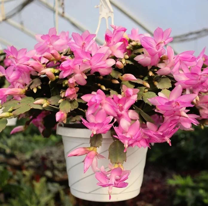 Pink Christmas Cactus Live Plant - 4-6 Inch Holiday Succulent in 3 Inch Pot, Indoor Pink Christmas Cactus Live Plant - 4-6 Inch Holiday Succulent in 3 Inch Pot, Indoor - Image 8