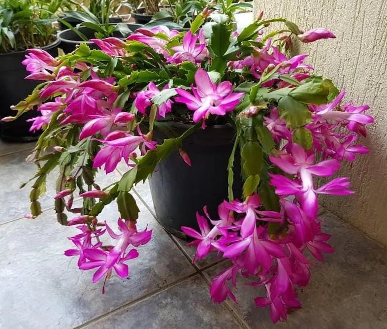 Pink Christmas Cactus Live Plant - 4-6 Inch Holiday Succulent in 3 Inch Pot, Indoor Pink Christmas Cactus Live Plant - 4-6 Inch Holiday Succulent in 3 Inch Pot, Indoor - Image 9
