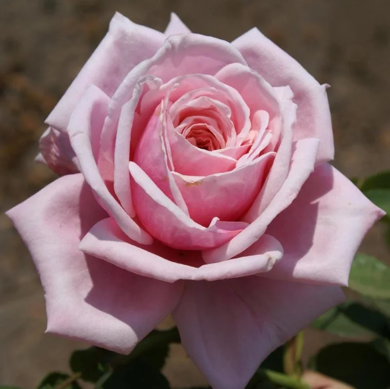 Pink Climbing Rose Live Plant – 5-8" Tall Starter, Fragrant Outdoor Garden Flower - Image 2