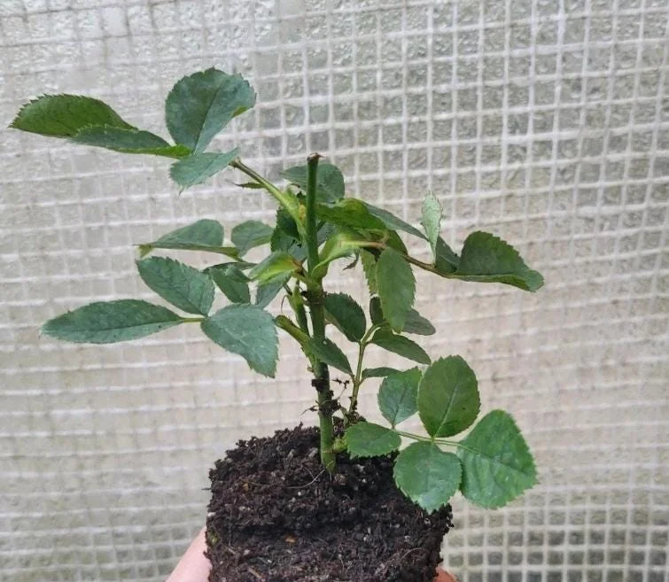 Pink Climbing Rose Live Plant - 5-9" Tall Starter - Fragrant Outdoor Garden Flower Pink Climbing Rose Live Plant - 5-9" Tall Starter - Fragrant Outdoor Garden Flower - Image 10