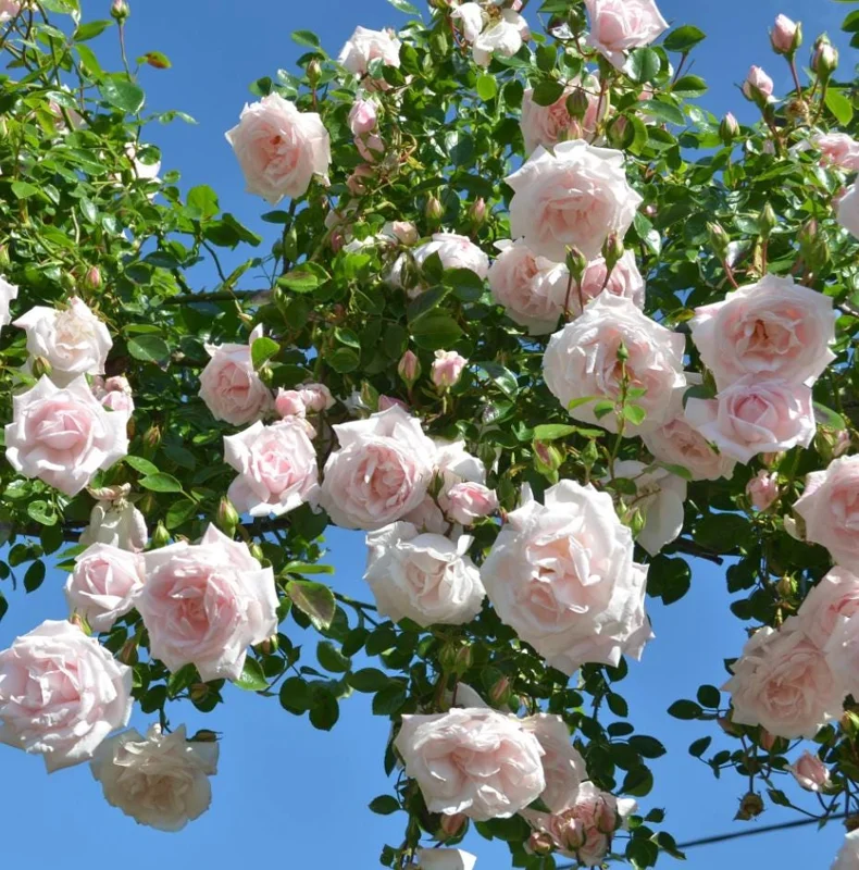 Pink Climbing Rose Live Plant - 5-9" Tall Starter - Fragrant Outdoor Garden Flower Pink Climbing Rose Live Plant - 5-9" Tall Starter - Fragrant Outdoor Garden Flower - Image 2