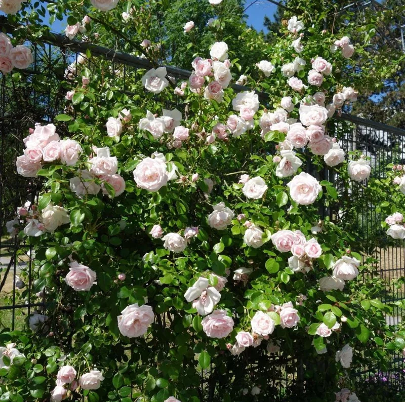 Pink Climbing Rose Live Plant - 5-9" Tall Starter - Fragrant Outdoor Garden Flower Pink Climbing Rose Live Plant - 5-9" Tall Starter - Fragrant Outdoor Garden Flower - Image 3