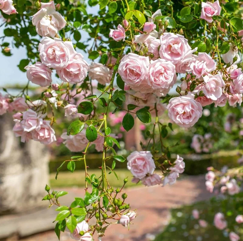 Pink Climbing Rose Live Plant - 5-9" Tall Starter - Fragrant Outdoor Garden Flower Pink Climbing Rose Live Plant - 5-9" Tall Starter - Fragrant Outdoor Garden Flower - Image 5