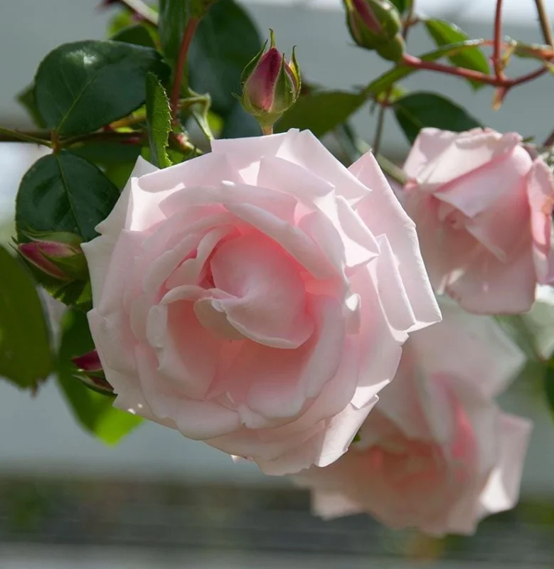 Pink Climbing Rose Live Plant - 5-9" Tall Starter - Fragrant Outdoor Garden Flower Pink Climbing Rose Live Plant - 5-9" Tall Starter - Fragrant Outdoor Garden Flower - Image 6