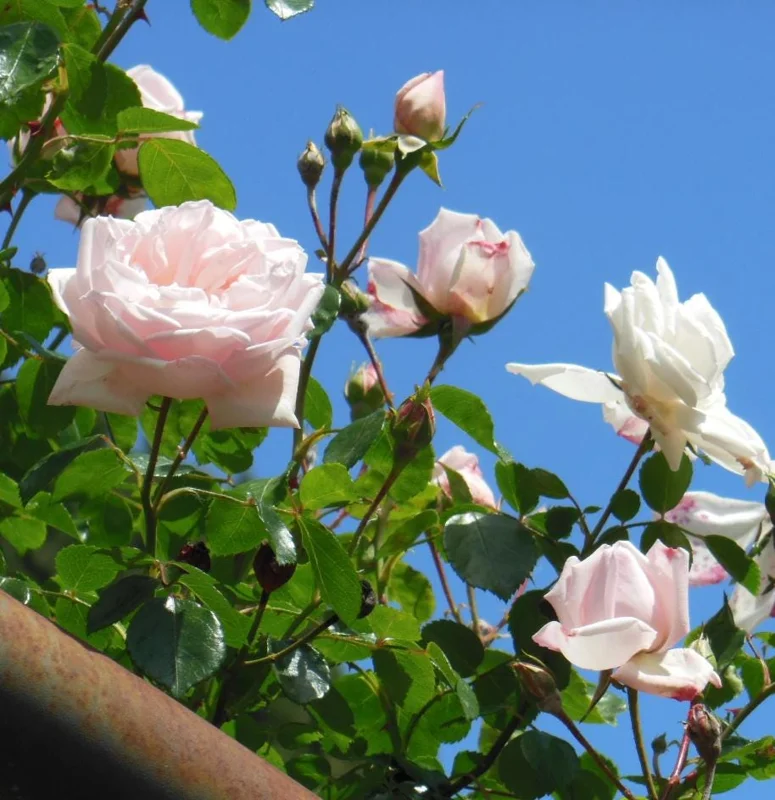 Pink Climbing Rose Live Plant - 5-9" Tall Starter - Fragrant Outdoor Garden Flower Pink Climbing Rose Live Plant - 5-9" Tall Starter - Fragrant Outdoor Garden Flower - Image 7