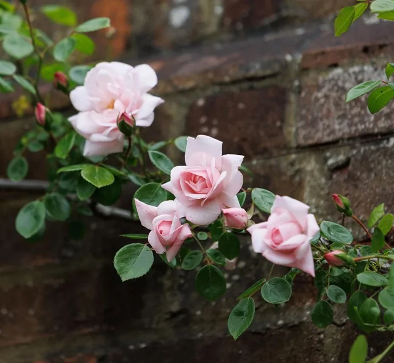 Pink Climbing Rose Live Plant - 5-9" Tall Starter - Fragrant Outdoor Garden Flower Pink Climbing Rose Live Plant - 5-9" Tall Starter - Fragrant Outdoor Garden Flower - Image 8