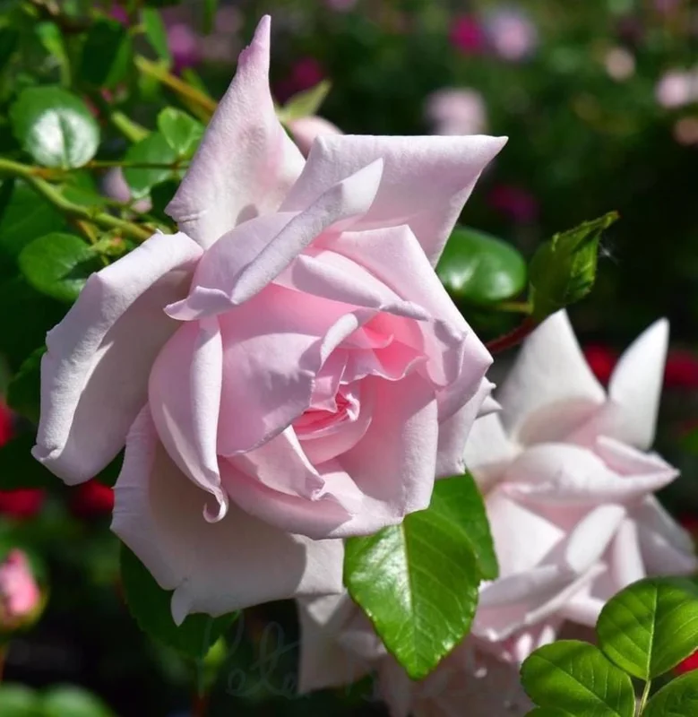 Pink Climbing Rose Live Plant - 5-9" Tall Starter - Fragrant Outdoor Garden Flower Pink Climbing Rose Live Plant - 5-9" Tall Starter - Fragrant Outdoor Garden Flower - Image 9