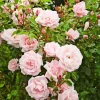 Pink Climbing Rose Live Plant - 5-9" Tall Starter - Fragrant Outdoor Garden Flower - Image 1
