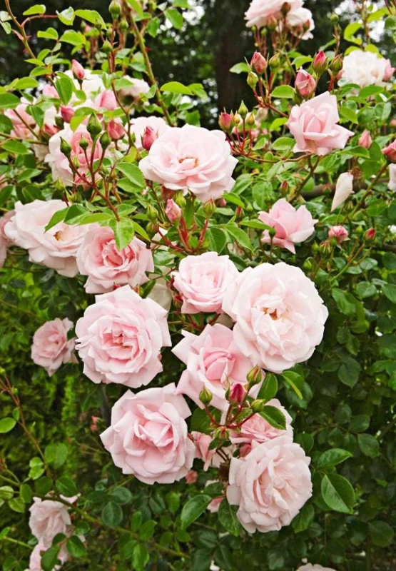 Pink Climbing Rose Live Plant - 5-9" Tall Starter - Fragrant Outdoor Garden Flower Pink Climbing Rose Live Plant - 5-9" Tall Starter - Fragrant Outdoor Garden Flower - Image 1