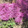 Pink Creeping Phlox Plant - Groundcover Perennial Flower - Dwarf Phlox 4-6 Inch Tall - Image 1
