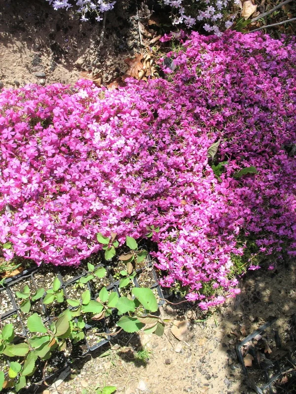 Pink Creeping Phlox Plant - Groundcover Perennial Flower - Dwarf Phlox 4-6 Inch Tall - Image 1