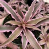 Pink Earth Star Plant (Cryptanthus Le Rey) Live Tropical Houseplant in 2.5 Inch Pot Pink Earth Star Plant (Cryptanthus Le Rey) Live Tropical Houseplant in 2.5 Inch Pot - Image 1