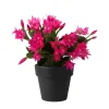 Pink Easter Cactus Live Plant 4-6 Inch – Spring Blooming Houseplant, Indoor - Image 1