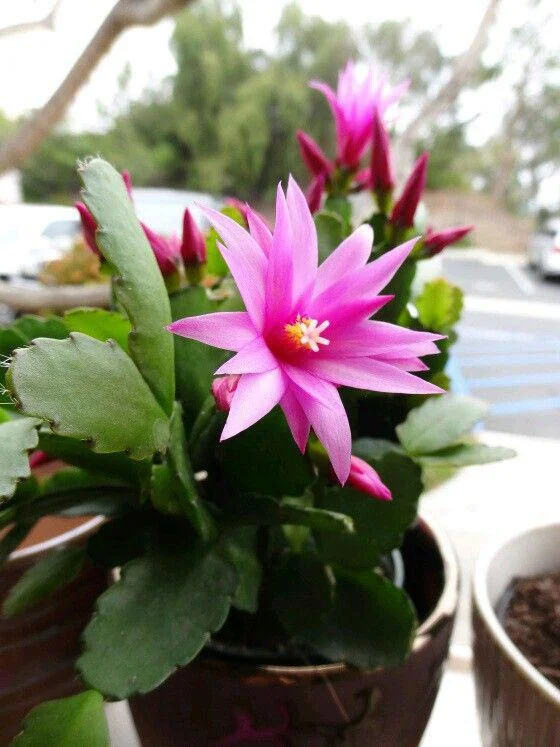 Pink Easter Cactus Live Plant 4-6 Inch – Spring Blooming Houseplant, Indoor Pink Easter Cactus Live Plant 4-6 Inch – Spring Blooming Houseplant, Indoor - Image 2