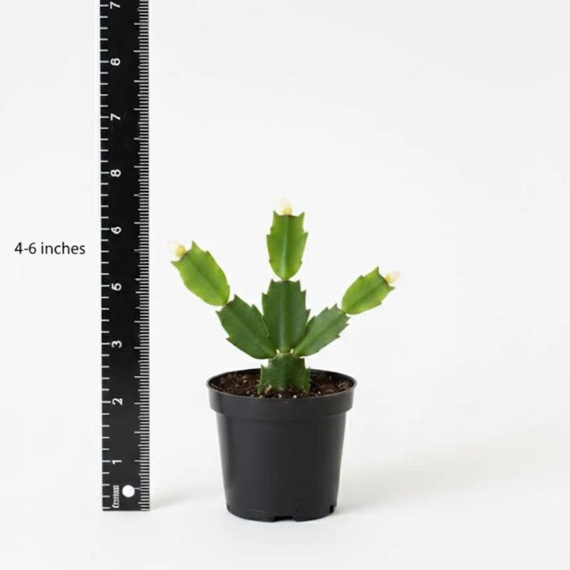 Pink Easter Cactus Live Plant 4-6 Inch – Spring Blooming Houseplant, Indoor Pink Easter Cactus Live Plant 4-6 Inch – Spring Blooming Houseplant, Indoor - Image 3