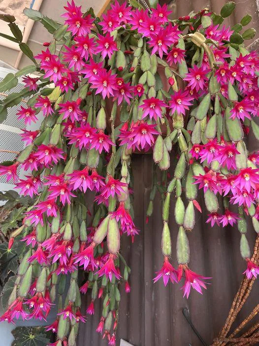 Pink Easter Cactus Live Plant 4-6 Inch – Spring Blooming Houseplant, Indoor Pink Easter Cactus Live Plant 4-6 Inch – Spring Blooming Houseplant, Indoor - Image 4