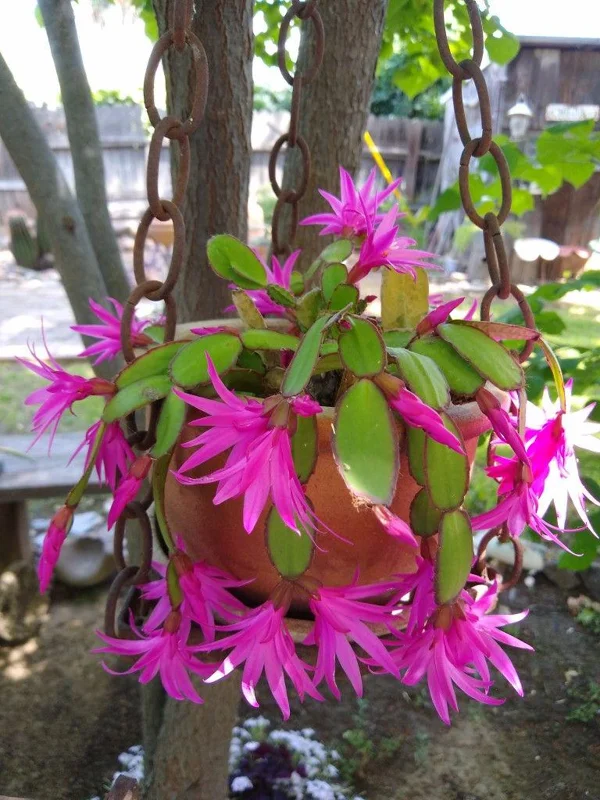 Pink Easter Cactus Live Plant 4-6 Inch – Spring Blooming Houseplant, Indoor Pink Easter Cactus Live Plant 4-6 Inch – Spring Blooming Houseplant, Indoor - Image 5