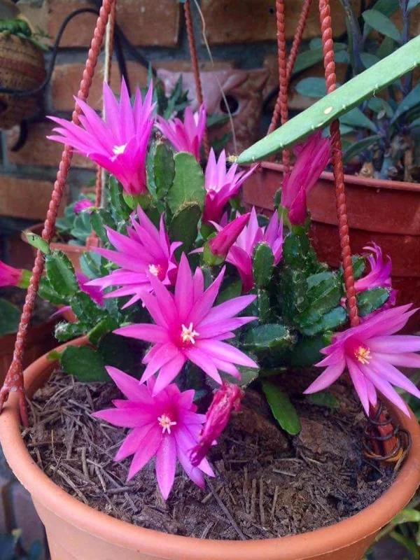 Pink Easter Cactus Live Plant 4-6 Inch – Spring Blooming Houseplant, Indoor Pink Easter Cactus Live Plant 4-6 Inch – Spring Blooming Houseplant, Indoor - Image 6