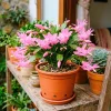 Pink Easter Cactus Live Plant – 4 Inch Pot – Vibrant Pink Flowers – Indoor/Outdoor - Image 1