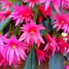Pink Easter Cactus Live Plant – Spring Blooming Succulent – Houseplant 4-6 Inches Tall Pink Easter Cactus Live Plant – Spring Blooming Succulent – Houseplant 4-6 Inches Tall - Image 1