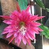 Pink Epiphyllum Orchid Cactus Live Plant – 2 Healthy Plants in 4 Inch Pot – Flowering Houseplant Pink Epiphyllum Orchid Cactus Live Plant – 2 Healthy Plants in 4 Inch Pot – Flowering Houseplant - Image 1