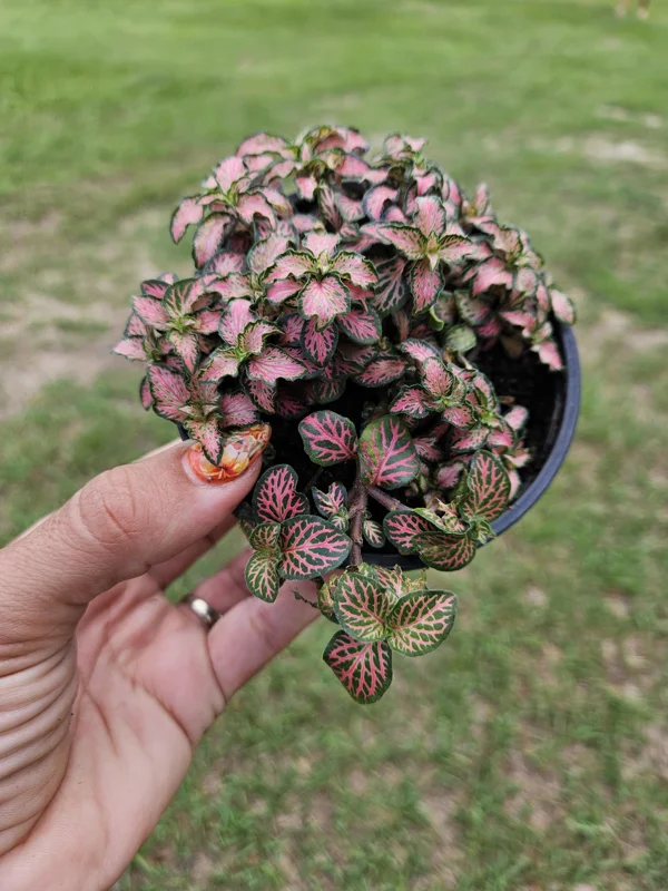 Pink Fittonia Live Plant – Nerve Plant – 4 Inch Pot – Easy Care Indoor Pink Fittonia Live Plant – Nerve Plant – 4 Inch Pot – Easy Care Indoor - Image 2