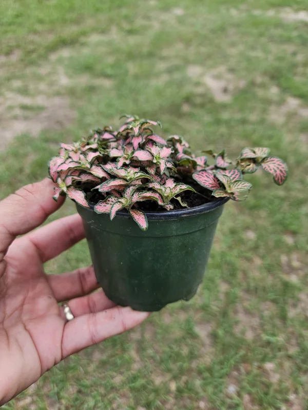 Pink Fittonia Live Plant – Nerve Plant – 4 Inch Pot – Easy Care Indoor Pink Fittonia Live Plant – Nerve Plant – 4 Inch Pot – Easy Care Indoor - Image 3