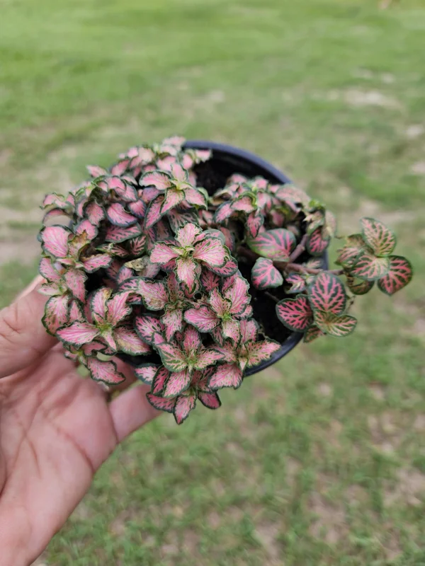 Pink Fittonia Live Plant – Nerve Plant – 4 Inch Pot – Easy Care Indoor Pink Fittonia Live Plant – Nerve Plant – 4 Inch Pot – Easy Care Indoor - Image 4