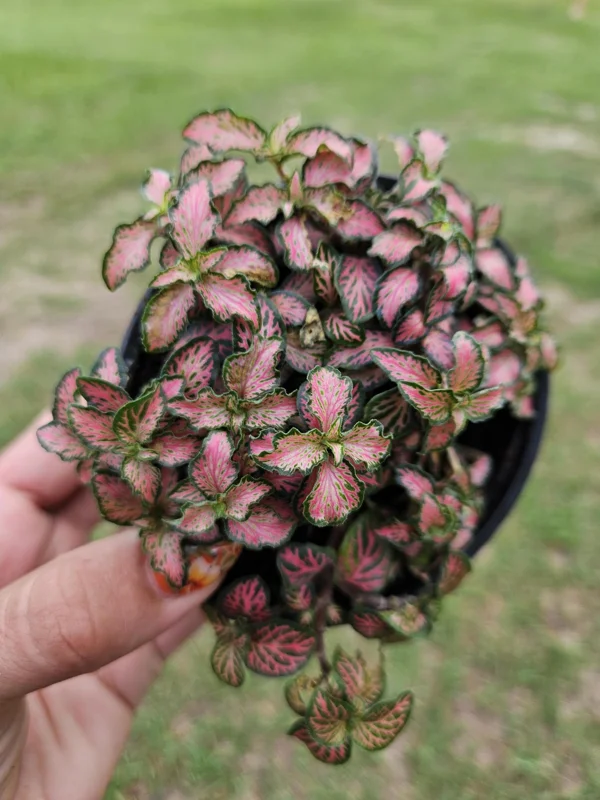 Pink Fittonia Live Plant – Nerve Plant – 4 Inch Pot – Easy Care Indoor Pink Fittonia Live Plant – Nerve Plant – 4 Inch Pot – Easy Care Indoor - Image 1