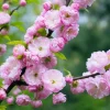 Pink Flowering Almond Tree Live Plant – Quart Pot Bush – USDA Zones 4-8 Pink Flowering Almond Tree Live Plant – Quart Pot Bush – USDA Zones 4-8 - Image 1