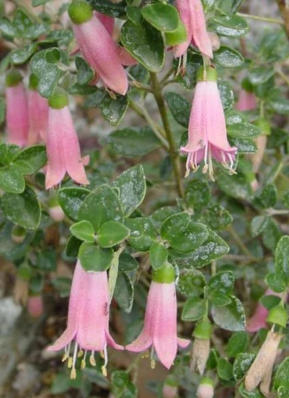 Pink Fuchsia Live Plant – 5 Inch Pot – Small Flowering Shrub for Garden & Patio Pink Fuchsia Live Plant – 5 Inch Pot – Small Flowering Shrub for Garden & Patio - Image 2