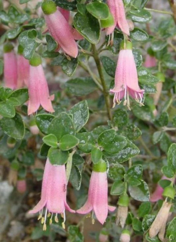 Pink Fuchsia Live Plant – 5 Inch Pot – Small Flowering Shrub for Patio & Garden Pink Fuchsia Live Plant – 5 Inch Pot – Small Flowering Shrub for Patio & Garden - Image 2