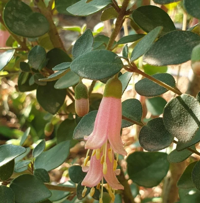 Pink Fuchsia Live Plant – 5 Inch Pot – Small Flowering Shrub for Patio & Garden Pink Fuchsia Live Plant – 5 Inch Pot – Small Flowering Shrub for Patio & Garden - Image 3