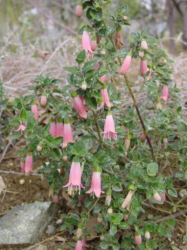 Pink Fuchsia Live Plant – 5 Inch Pot – Small Flowering Shrub for Patio & Garden Pink Fuchsia Live Plant – 5 Inch Pot – Small Flowering Shrub for Patio & Garden - Image 1