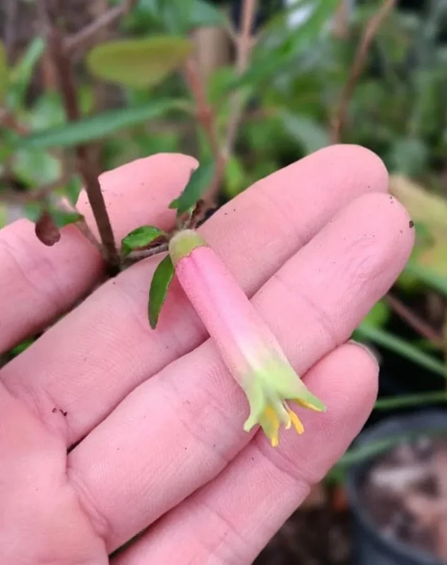 Pink Fuchsia Live Plant – 5 Inch Pot – Small Flowering Shrub for Patio & Garden Pink Fuchsia Live Plant – 5 Inch Pot – Small Flowering Shrub for Patio & Garden - Image 4