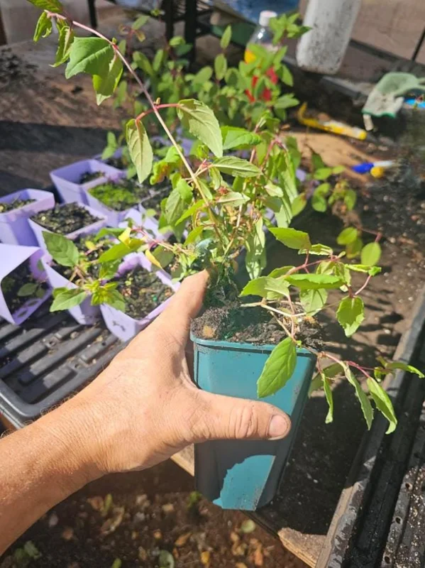 Pink Fuchsia Live Plant – 5 Inch Pot – Small Flowering Shrub for Garden & Patio Pink Fuchsia Live Plant – 5 Inch Pot – Small Flowering Shrub for Garden & Patio - Image 5