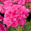 Pink Geranium Live Plant – Vibrant Blooms, Perennial Flowers, 4-6 Inches Tall, Indoor/Outdoor Pink Geranium Live Plant – Vibrant Blooms, Perennial Flowers, 4-6 Inches Tall, Indoor/Outdoor - Image 1