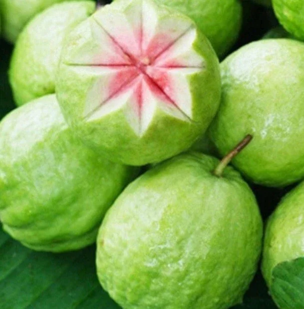 Pink Guava Live Fruit Tree - 5-8 inch Exotic Tropical Plant for Home Garden Pink Guava Live Fruit Tree - 5-8 inch Exotic Tropical Plant for Home Garden - Image 2