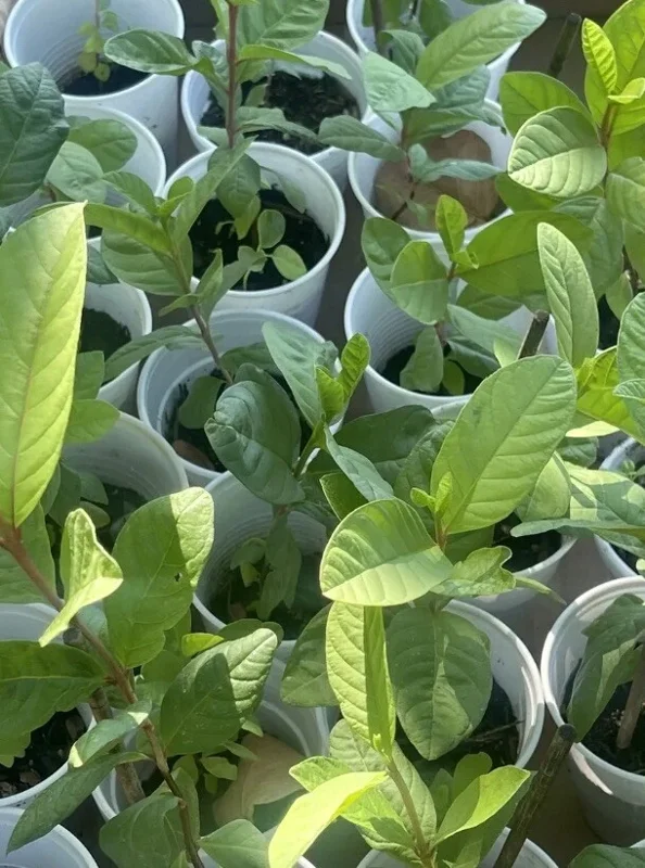 Pink Guava Live Fruit Tree - 5-8 inch Exotic Tropical Plant for Home Garden Pink Guava Live Fruit Tree - 5-8 inch Exotic Tropical Plant for Home Garden - Image 3