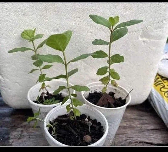 Pink Guava Live Fruit Tree - 5-8 inch Exotic Tropical Plant for Home Garden Pink Guava Live Fruit Tree - 5-8 inch Exotic Tropical Plant for Home Garden - Image 4