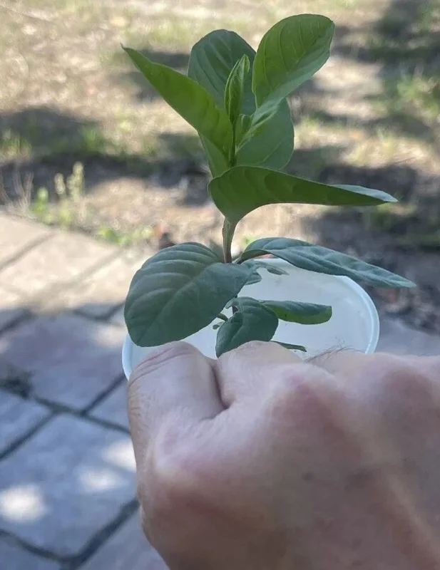 Pink Guava Live Fruit Tree - 5-8 inch Exotic Tropical Plant for Home Garden Pink Guava Live Fruit Tree - 5-8 inch Exotic Tropical Plant for Home Garden - Image 5