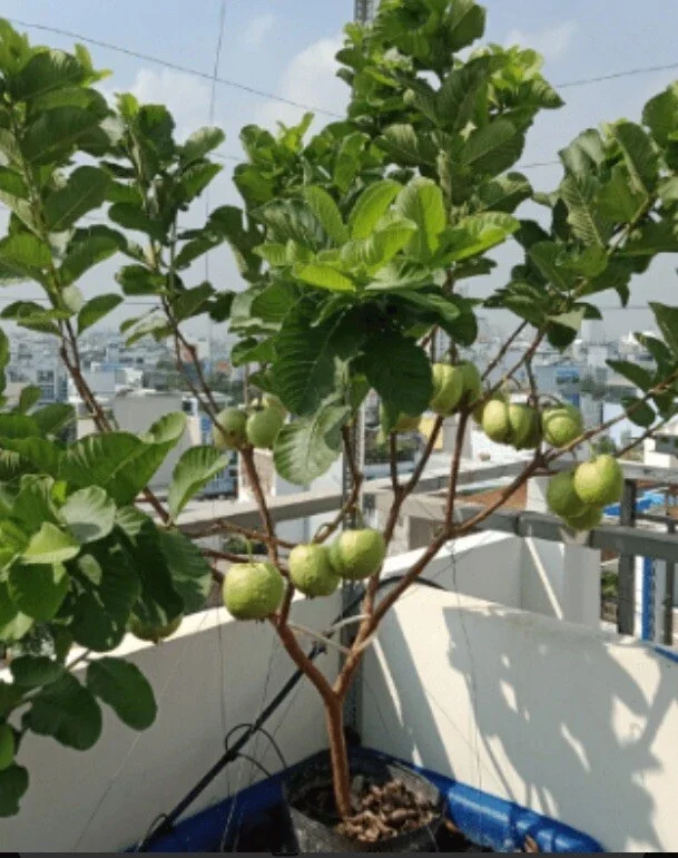 Pink Guava Live Fruit Tree - 5-8 inch Exotic Tropical Plant for Home Garden Pink Guava Live Fruit Tree - 5-8 inch Exotic Tropical Plant for Home Garden - Image 6