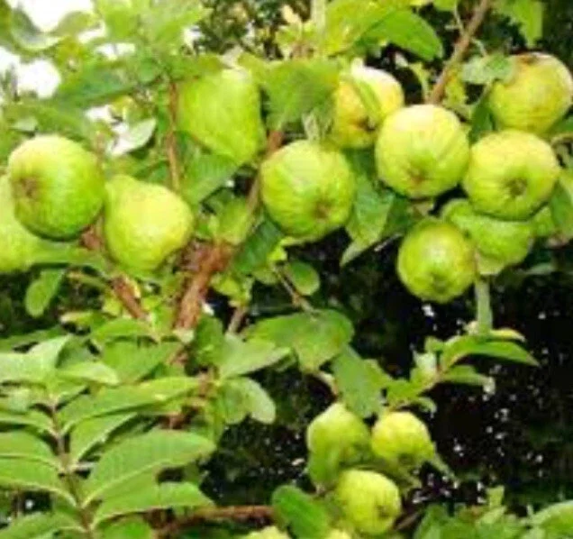 Pink Guava Live Fruit Tree - 5-8 inch Exotic Tropical Plant for Home Garden Pink Guava Live Fruit Tree - 5-8 inch Exotic Tropical Plant for Home Garden - Image 7