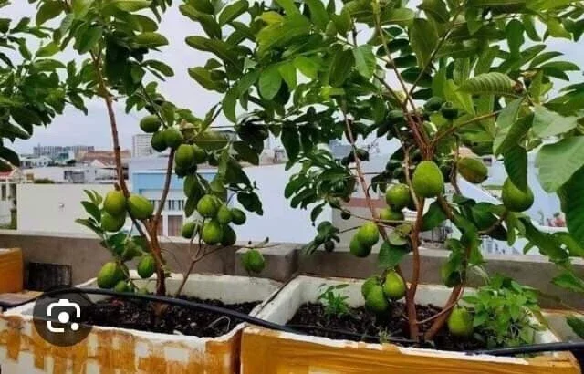 Pink Guava Live Fruit Tree - 5-8 inch Exotic Tropical Plant for Home Garden Pink Guava Live Fruit Tree - 5-8 inch Exotic Tropical Plant for Home Garden - Image 8