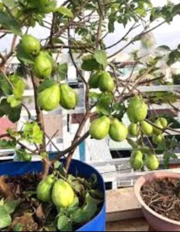 Pink Guava Live Fruit Tree - 5-8 inch Exotic Tropical Plant for Home Garden Pink Guava Live Fruit Tree - 5-8 inch Exotic Tropical Plant for Home Garden - Image 9