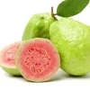 Pink Guava Live Fruit Tree - 5-8 inch Exotic Tropical Plant for Home Garden - Image 1